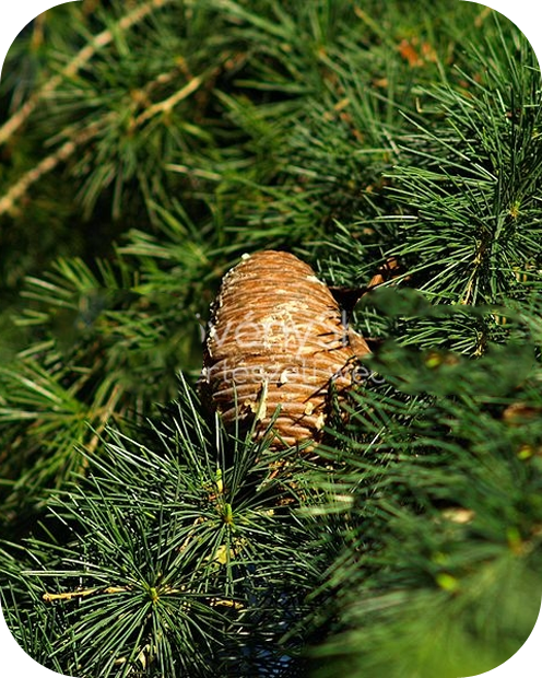 21% kedvezmény a Himalájai cédrus fenyőre