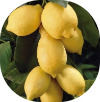 Citrusféle Kép