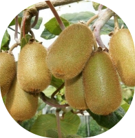 Gyümölcstermő Kép