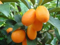 Fortunella japonica (Kumquat)