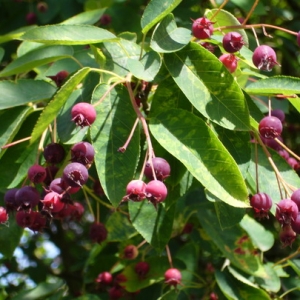 Amelanchier lamarckii (Rézvörös fanyarka, mézalmácska)