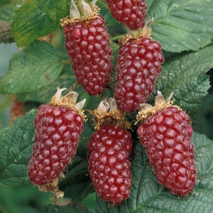 1196_rubus_tayberry_buckingham_buckingham.jpg