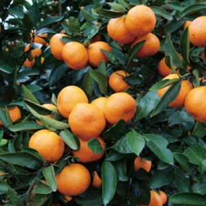 Citrus unshiu "Miagawa nucellare"- Satsuma mandarin (Citrus unshiu "Miagawa nucellare"- Satsuma mandarin)