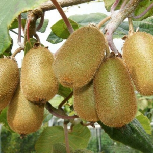 516_actinidia_deliciosa_jenny_kiwi_l.jpg
