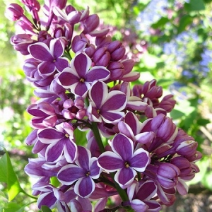 592_plantes_design_syringa_vulgaris_sensa.jpg