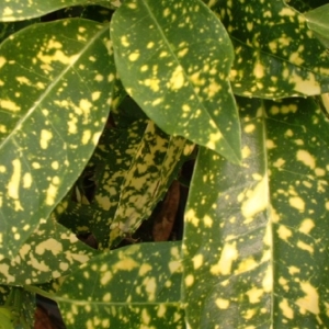 6419-Aucuba-japonica-Crotonifolia.jpg