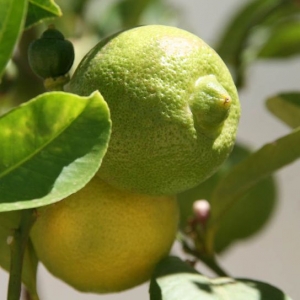 Citrus aurantifolia "Marrakech" ("Marrakech" lime)