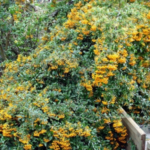 769px-pyrocanthus.jpg