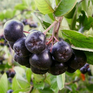 800px-Aronia_melanocarpa.jpg