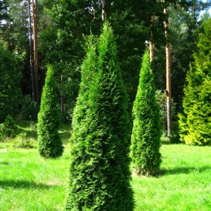 80_thuja_occidentalis_smaragd_smaragd_tuj.jpg