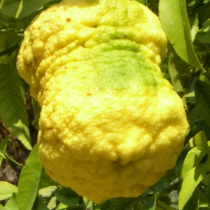 Citrus limon x Citrus grandis "Vozza Vozza" (Citrus limon x Citrus grandis "Vozza Vozza")