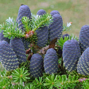 Abies-koreana-2.jpg