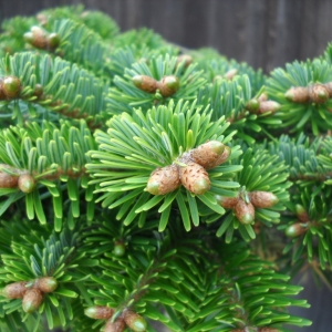 Abies_nordmanniana683.jpg
