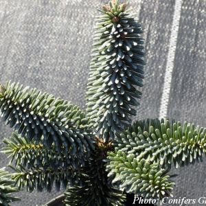 Abies × insignis (Insignis fenyő)