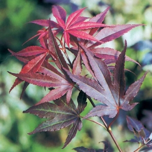 Acer-palmatum-Atropurpureum-41-500x500.jpg