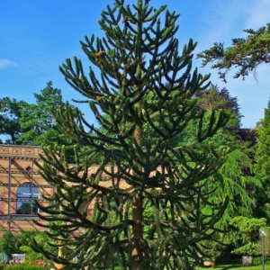 Araucaria araucana (Andoki fenyő, Araukária, Chilei fenyő)