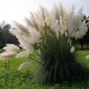 CORTADERIA-SELLOANA-WHITE-FEATHER-ERBA-DE.jpg