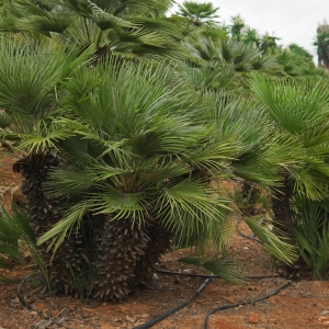Chamaerops-humilis.jpg