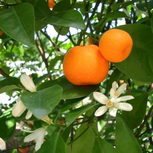 Citrus reticulata Blida (Mandarinfa)