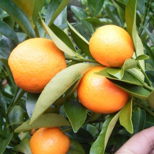 Fortunella margarita Citrus clementina-Kukle (Fortunella margarita Citrus clementina-Kukle)