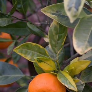 Citrus unshiu "Foliis variegatis" (Citrus unshiu "Foliis variegatis")