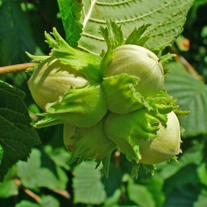 Corylus_avellana_0005.JPG