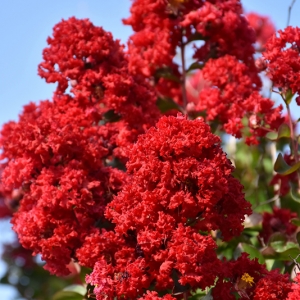 Dynamitereg-Crapemyrtle.jpg