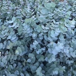 Eucalptus-cinerea.jpg