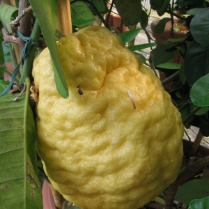 Citrus medica Maxima (Olasz óriás cédrát)