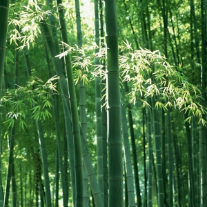 Phyllostachys viridis (Zöldszárú óriásbambusz)