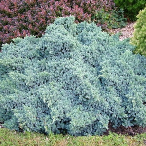 Juniperus-squamata-Blue-Star1.jpg