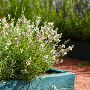 Lavandula-angustifolia-Hidcote-White-Lava.jpg