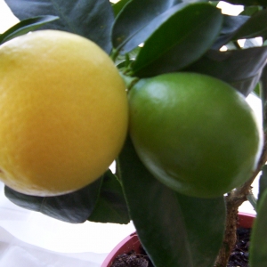 Limequat (Limequat)