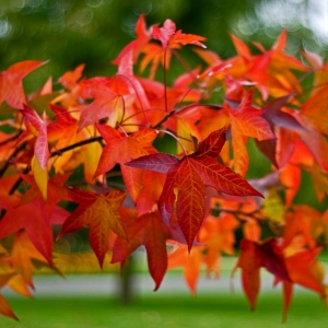 Liquidambar_styraciflua_fall_color.jpg