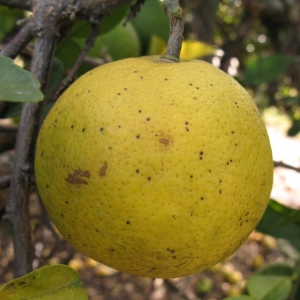 Citrus macroptera (Melanesia aromacitrom)