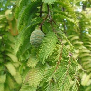 Metasequoia-glyptostroboides-scaled-e1641.jpg
