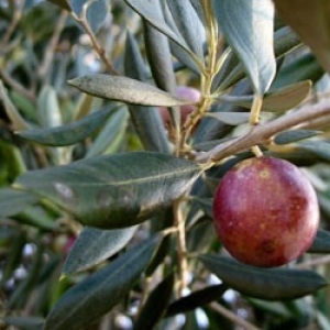 Olea-Ascolano.jpg