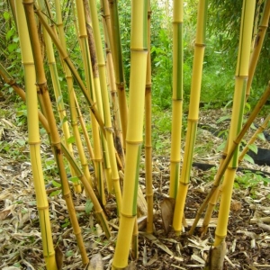 Phyllostachys-vivax-Huanwenzhu-iversa-Ros.JPG