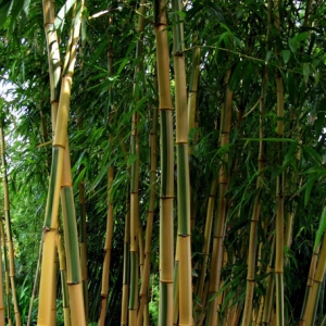 Phyllostachys vivax 'Huanwenzhu Inversa' (Zöld-sárga csíkos neonszárú bambusz)