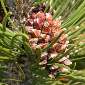 Pinus_uncinata_cone2.jpg
