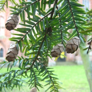 Tsuga-canadensis-16-XII-2007-077.JPG