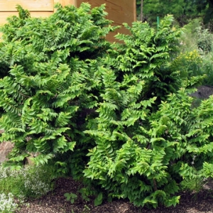 Ulmus_Jacqueline_Hillier__.jpg