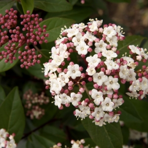 Viburnum-tinus-Quimper.jpg