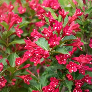 Weigela_PicobellaRosso.jpg