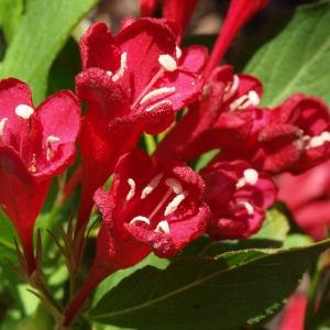 _vyr_177Weigela-Eva-Rathke-2.jpg