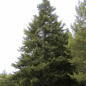 Abies alba (Közönséges jegenyefenyő)