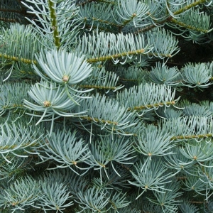 Abies concolor (Kolorádói jegenyefenyő)