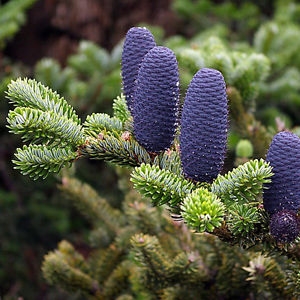 Abies koreana, Koreai jegenyefenyő (Koreai jegenyefenyő)