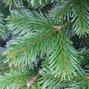 Abies nordmanniana (Nordmann-fenyő, Kaukázusi jegenyefenyő)