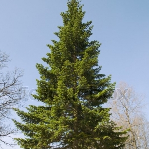 Abies pinsapo (Andalúziai jegenyefenyő)